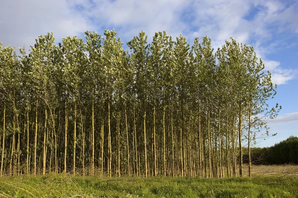 Young poplar trees in summer — Stock Photo, Image