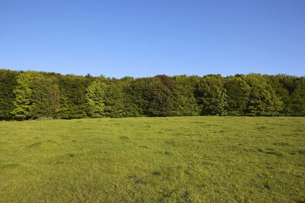 草の木々 と青い空 — ストック写真