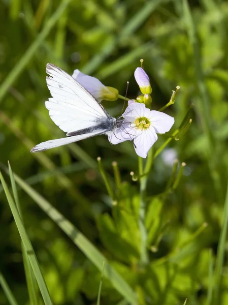 Een groen geaderde witte vlinder — Stockfoto