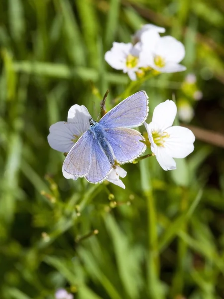 Mariposa azul común en flores de criada de leche —  Fotos de Stock