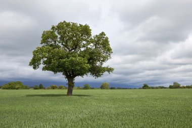 Agricultural landscape with oak tree clipart