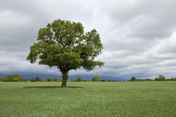 Agricultural landscape with oak tree — Stock Photo, Image