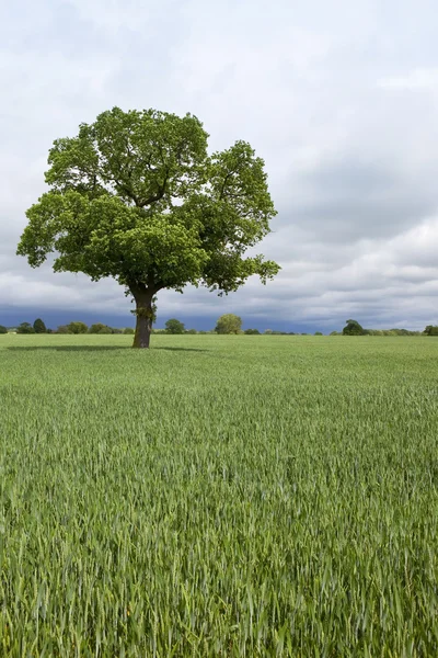 Wheat field with oak tree — Stock Photo, Image