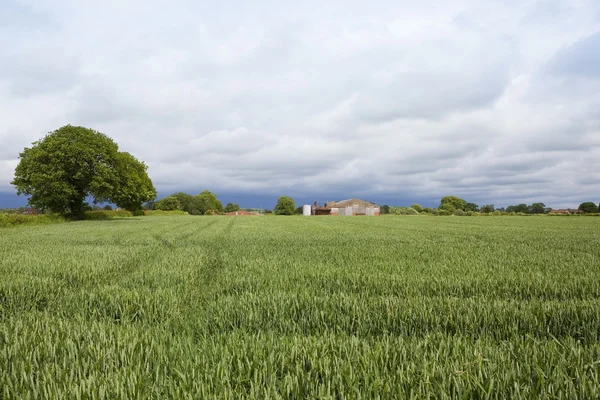 Engelska landskap med gård — Stockfoto