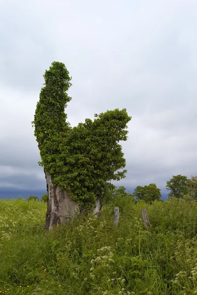 Efeu bedeckter Baumstumpf — Stockfoto