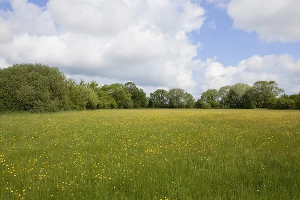 Anglický wildflower pastviny — Stock fotografie