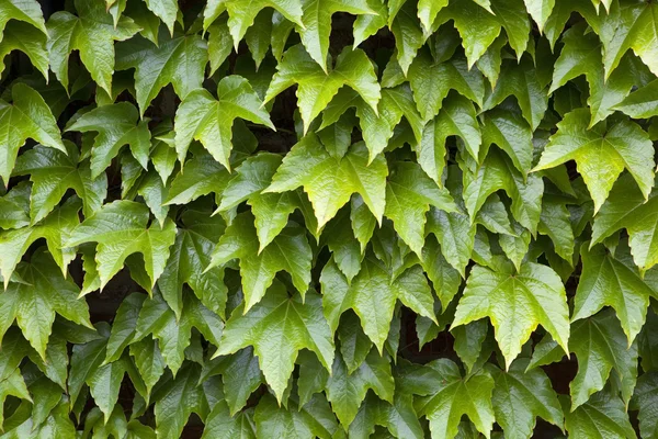 Grønn bladbakgrunn – stockfoto