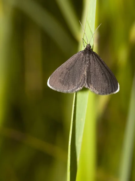 Chimney sweeper moth — Stock Photo, Image