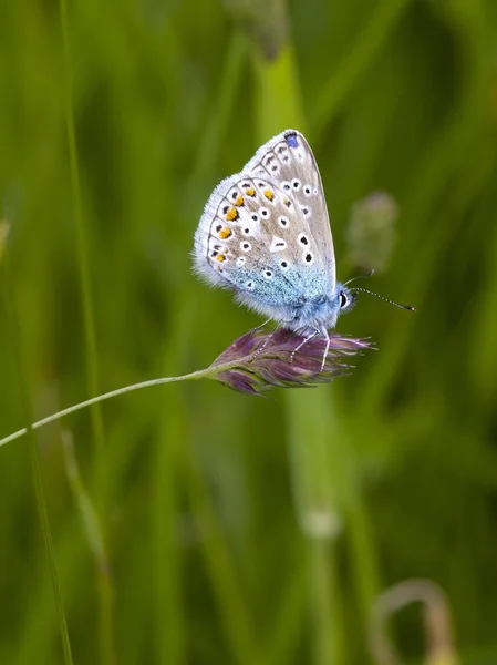 Farfalla blu comune Foto Stock Royalty Free
