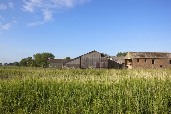 Summer reed beds and barns — Stock Photo, Image