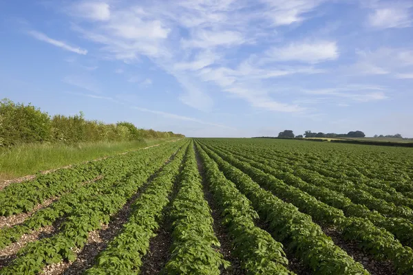 Летнее картофельное поле — стоковое фото
