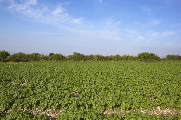 Potato field background — Stock Photo, Image