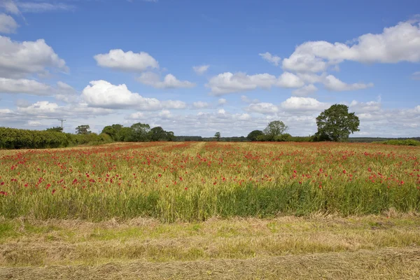 Sommaren odlingsbara fält — Stockfoto