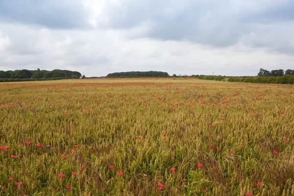 Nuages de pluie sur le blé et le pavot — Photo