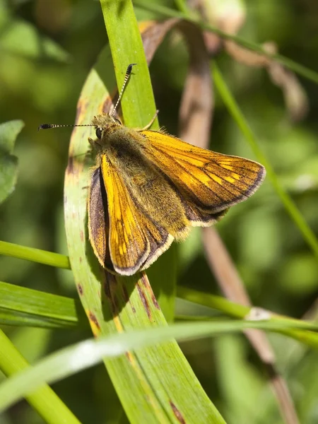 Large skipper butterfly — Stock Photo, Image