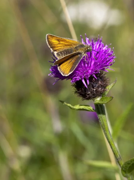 Большая бабочка-шкипер и цветок сорняков — стоковое фото