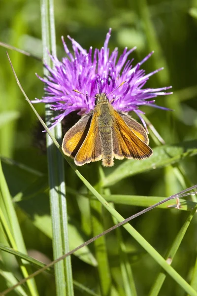 Patrón mariposa en knapweed — Foto de Stock