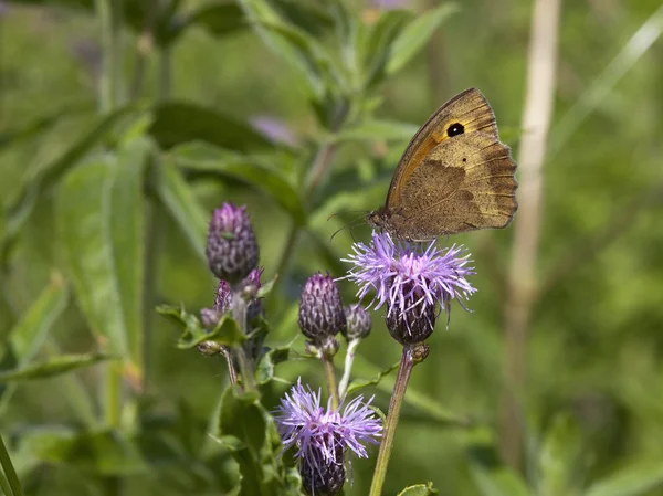 Weide bruine vlinder — Stockfoto
