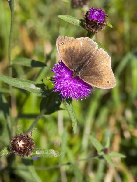 Метелик ringlet — стокове фото