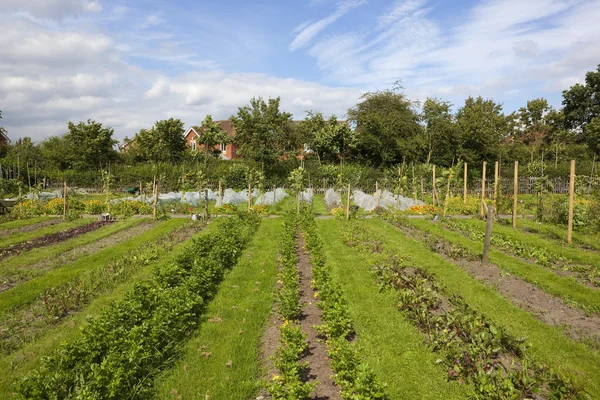 Organic vegetable garden — Stock Photo, Image