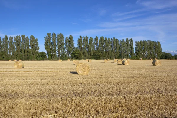Harvest landscape — Stock Photo, Image