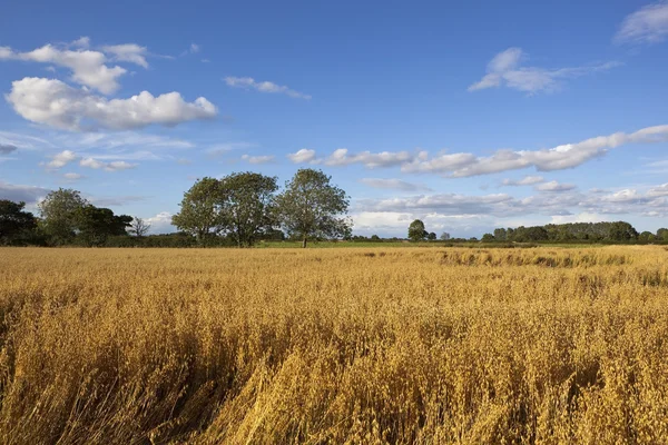 夏の麦畑 — ストック写真