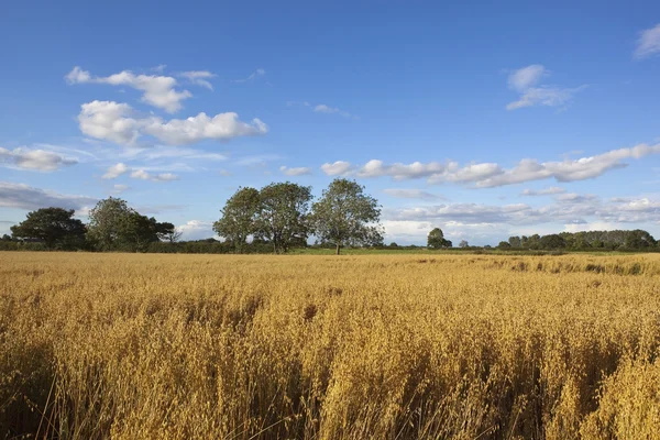 Field of golden oats — Stock Photo, Image