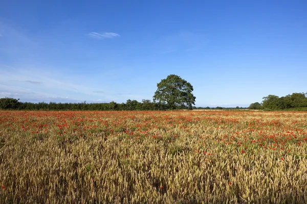 Пізнє літо маки і пшениця — стокове фото
