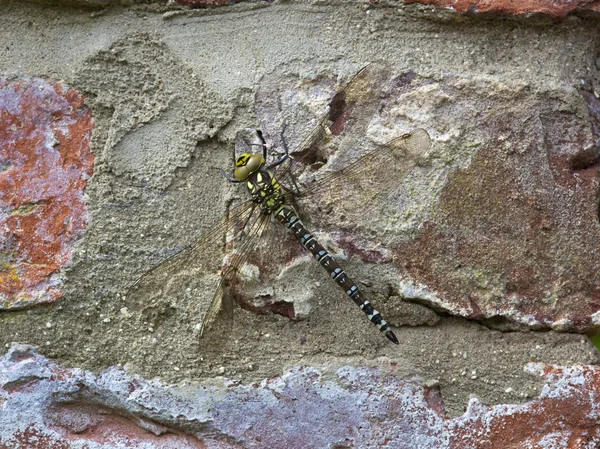Aeshna juncea dragonfly — Stockfoto