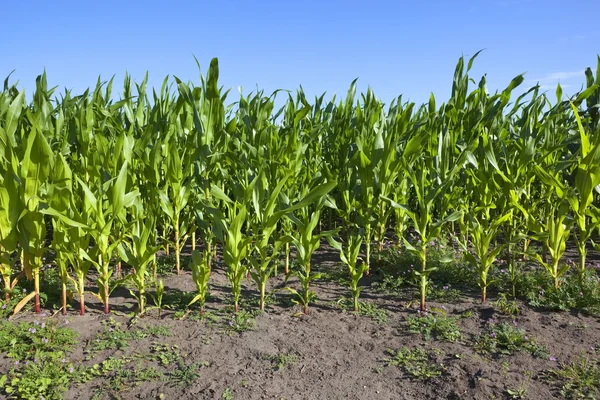 Молодые растения кукурузы — стоковое фото