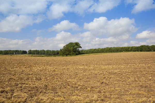 Cultivated stubble field — Stock Photo, Image