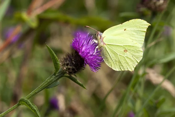 Uma borboleta de enxofre macho — Fotografia de Stock