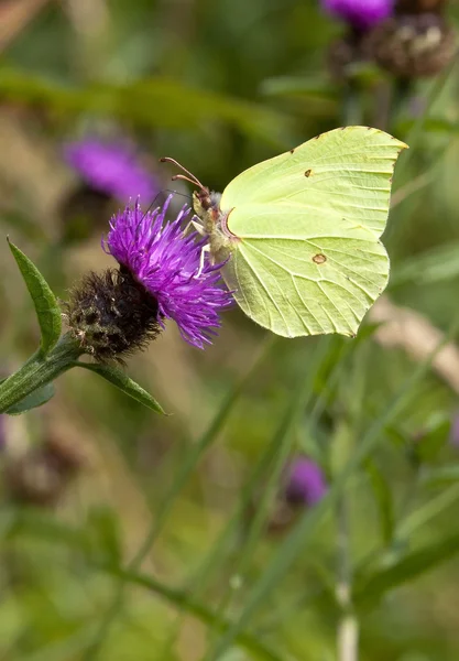 Брімстоун метелик на бур'яні — стокове фото