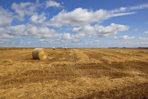 Harvest fields and sky background — Stock Photo, Image