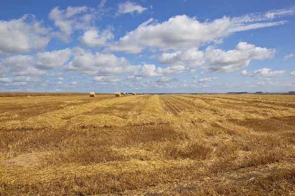 Harvest scene in summer — Stock Photo, Image