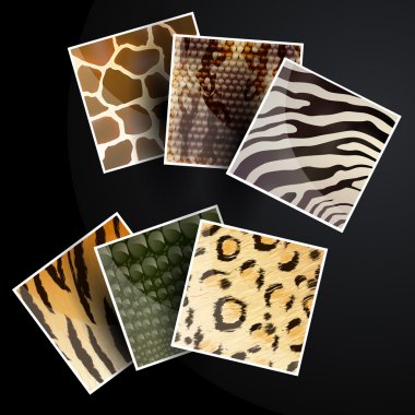 Vector animal skins clipart