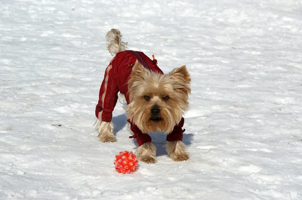 Kışın kar topuyla oynayan Yorkshire korkunç — Stok fotoğraf