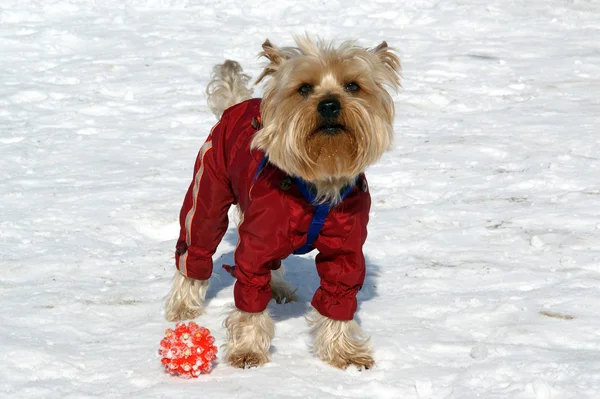 stock image Yorkshire terrier playing with a ball in the snow in the winter