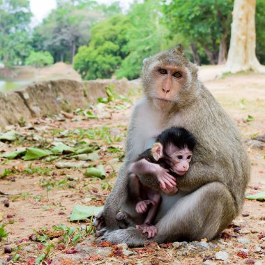 Monkey with its baby clipart