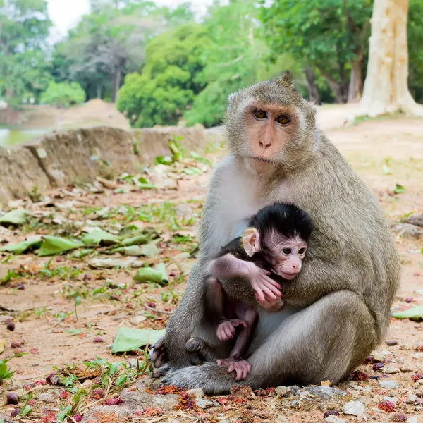stock image Monkey with its baby