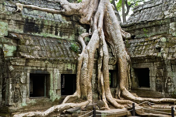 Гигантское дерево, покрывающее храм Та Пром, Сиемреап, Камбоджа — стоковое фото