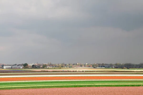 Felder mit Tulpen und Hyazinthen. — Stockfoto