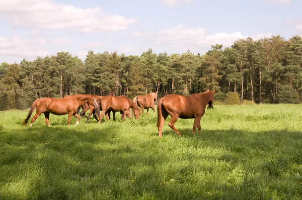 Pferde gehen auf die Weide. — Stockfoto