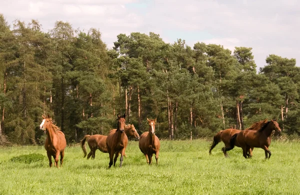 Paarden loopt over de weide. Stockfoto