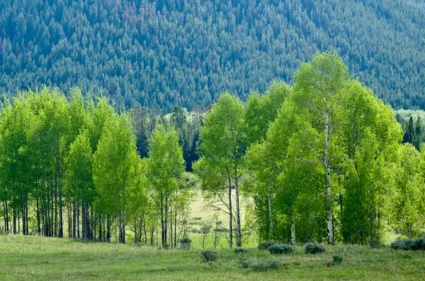 Yemyeşil yeşil Aspens