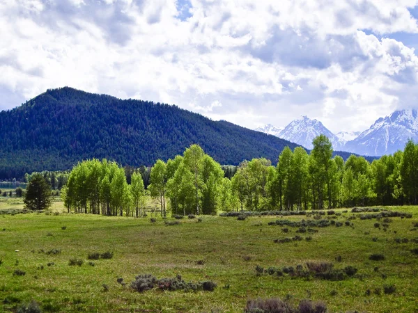 stock image Green meadow at foot of Teton Peaks