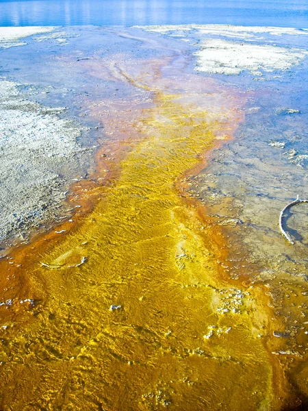 Fluxo geotérmico amarelo em Yellowstone — Fotografia de Stock