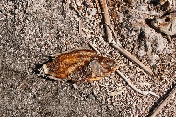 stock image Skin and bones of dead fish