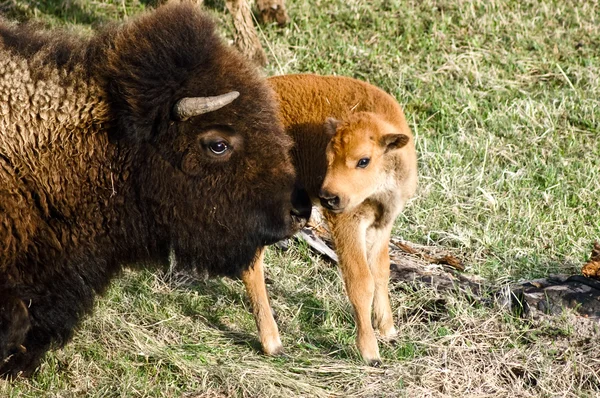 母亲和婴儿的野牛 — 图库照片