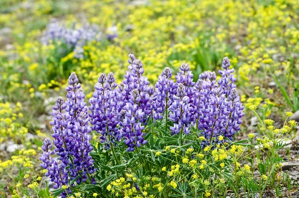 Fioletowe dzikie kwiaty — Zdjęcie stockowe